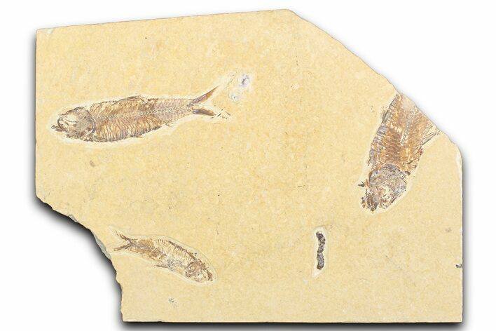 Limestone with Three Fossil Fish (Knightia) - Wyoming #357652
